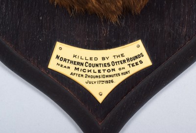 Lot 71 - Taxidermy: A European Otter Mask (Lutra lutra),...