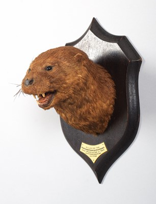 Lot 71 - Taxidermy: A European Otter Mask (Lutra lutra),...