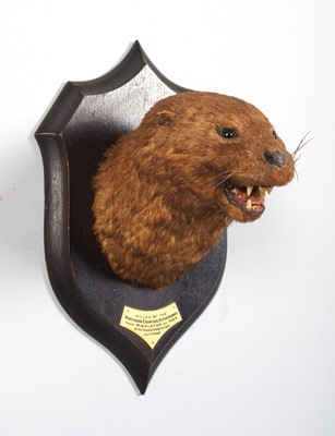 Lot Taxidermy: A European Otter Mask (Lutra lutra),...