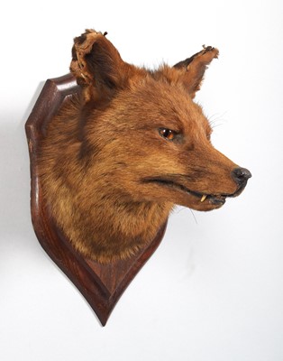 Lot 59 - Taxidermy: European Red Fox Mask (Vulpes...