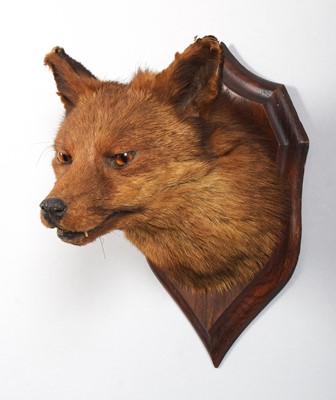 Lot Taxidermy: European Red Fox Mask (Vulpes...