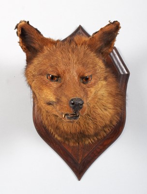 Lot 59 - Taxidermy: European Red Fox Mask (Vulpes...