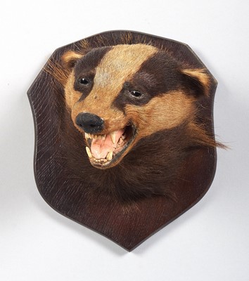 Lot 81 - Taxidermy: European Badger Mask (Meles meles),...