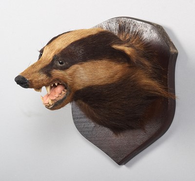 Lot 81 - Taxidermy: European Badger Mask (Meles meles),...