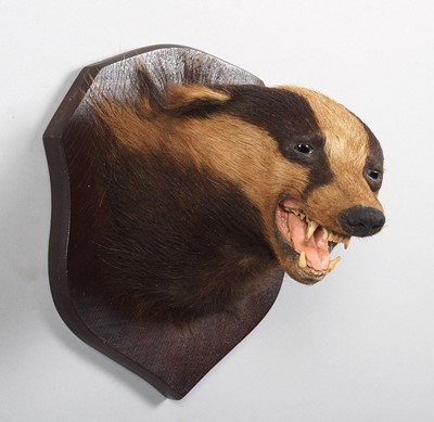 Lot Taxidermy: European Badger Mask (Meles meles),...