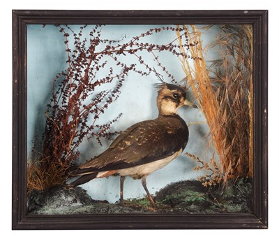 Lot 1185 - Taxidermy: A Cased Northern Lapwing (Vanellus...