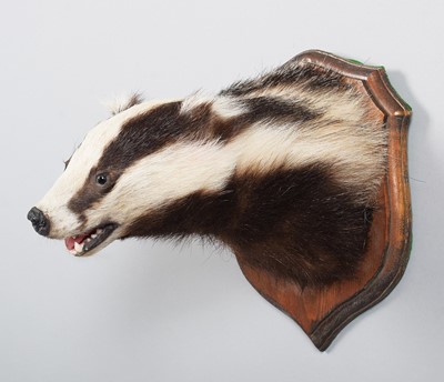 Lot 1178 - Taxidermy: A European Badger Mask (Meles...