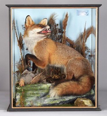 Lot 1200 - Taxidermy: A Cased European Red Fox (Vulpes...