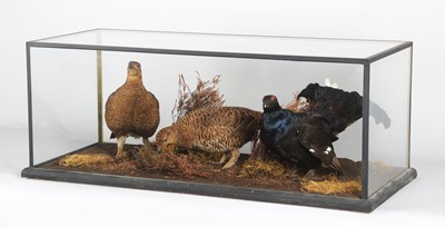 Lot Taxidermy: A Trio of Cased Black Grouse...