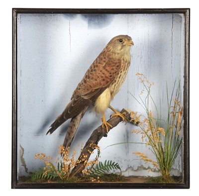 Lot 1190 - Taxidermy: A Cased Late Victorian European...