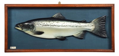 Lot Taxidermy: A Cased Sea Trout Replica (Salmo...