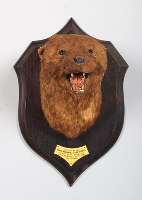 Lot Taxidermy: A European Otter Mask (Lutra lutra),...