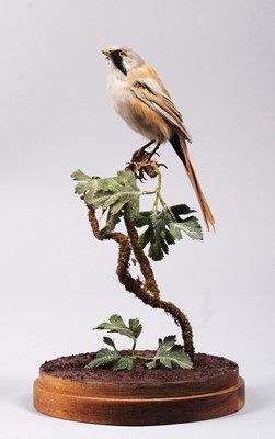 Lot 1182 - Taxidermy: A Bearded Reedling (Panurus...