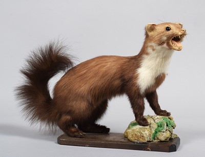 Lot 1177 - Taxidermy: European Pine Marten (Martes...