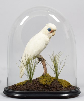 Lot Taxidermy: A Little Corella Cockatoo (Cacatua...