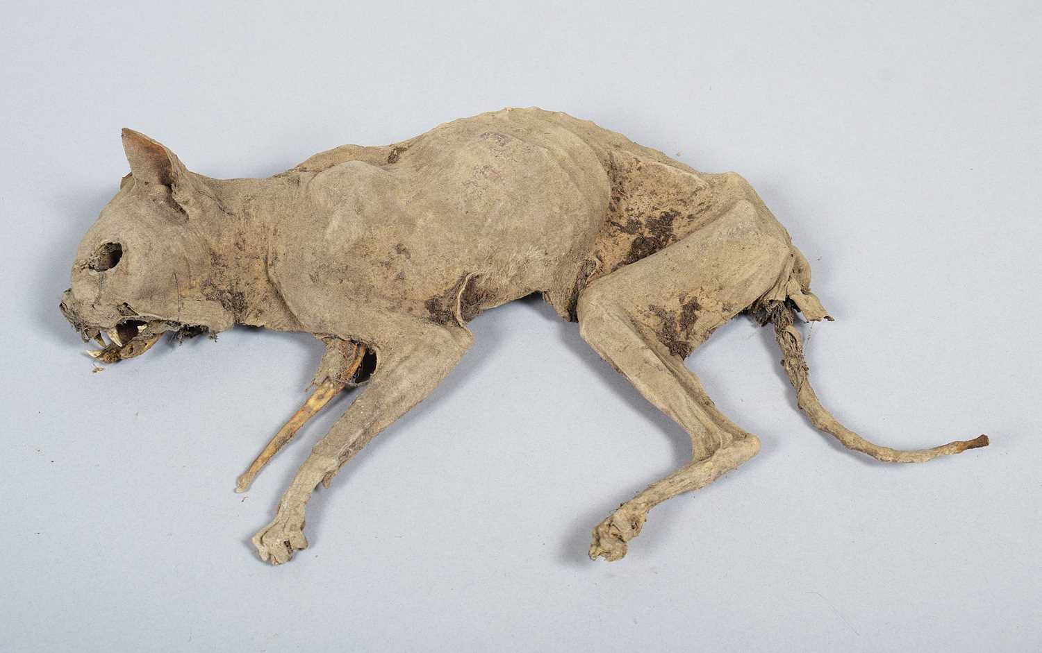 Lot 221 - Natural History: A Desiccated or Mummified Cat,...