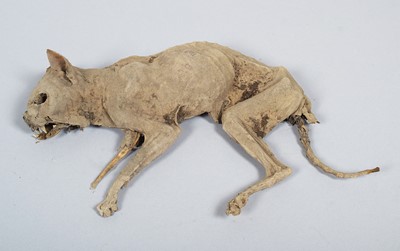 Lot Natural History: A Desicated or Mummified Cat,...