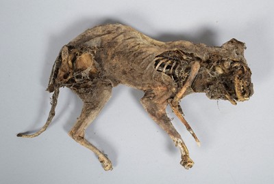 Lot 221 - Natural History: A Desiccated or Mummified Cat,...