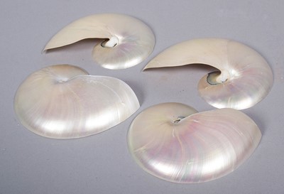Lot 1181 - Natural History: Four Chambered Nautilus Half...