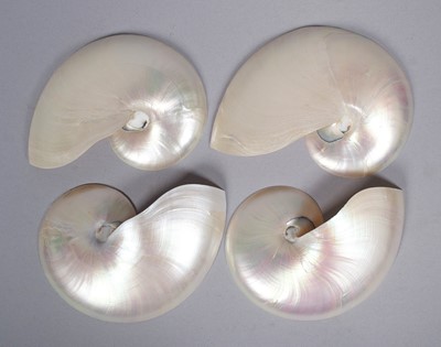 Lot 1181 - Natural History: Four Chambered Nautilus Half...