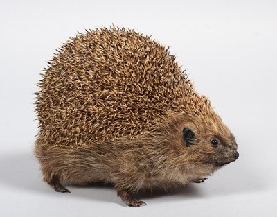 Lot 1176 - Taxidermy: European Hedgehog (Erinaceus...