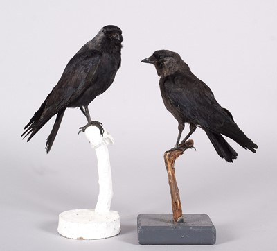 Lot 1186 - Taxidermy: A Pair of Common Jackdaws (Corvus...