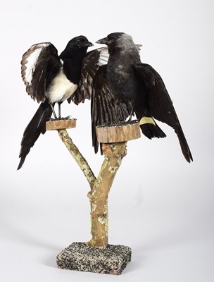 Lot 1187 - Taxidermy: A Magpie and Jackdaw, modern, both...