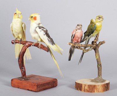 Lot 1189 - Taxidermy: A Pair of Cockatiels, Bourke's...