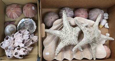 Lot 276 - A Small Collection of Various Sea Shells and...