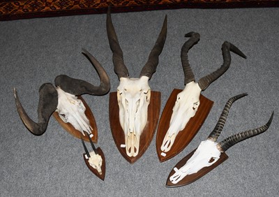 Lot 1198 - Horns/Skulls: A Group of African Game Trophies,...