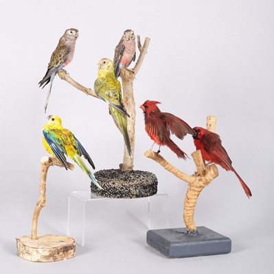 Lot 1050 - Taxidermy: A Pair of Northern Cardinals,...