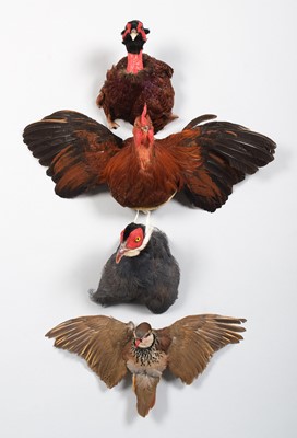 Lot 1170 - Taxidermy: A Group of Bird Head Mounts, to...