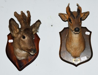 Lot 1195 - Taxidermy: A European Muntjac and Roebuck, an...