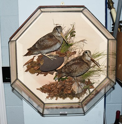 Lot 1196 - Taxidermy: A Wall Cased Pair of European...