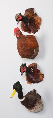 Lot 1106 - Taxidermy: A Group of Bird Head Mounts, to...