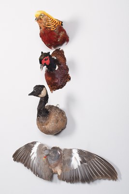 Lot 1072 - Taxidermy: A Group of Bird Head Mounts, to...