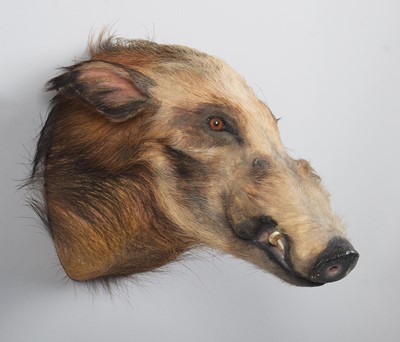 Lot Taxidermy: African Bushpig (Potamochoerus...