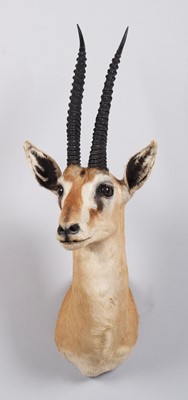 Lot Taxidermy: Thomson's Gazelle (Eudorcas...