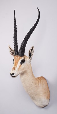 Lot Taxidermy: Southern Grant's Gazelle (Nanger...