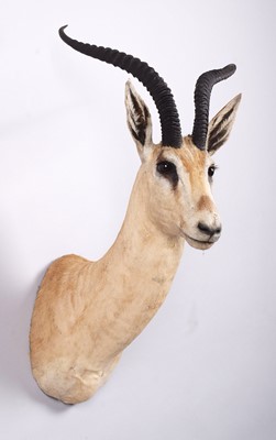 Lot 125 - Taxidermy: Robert's Gazelle (Nanger granti...