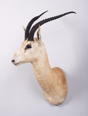 Lot 125 - Taxidermy: Robert's Gazelle (Nanger granti...