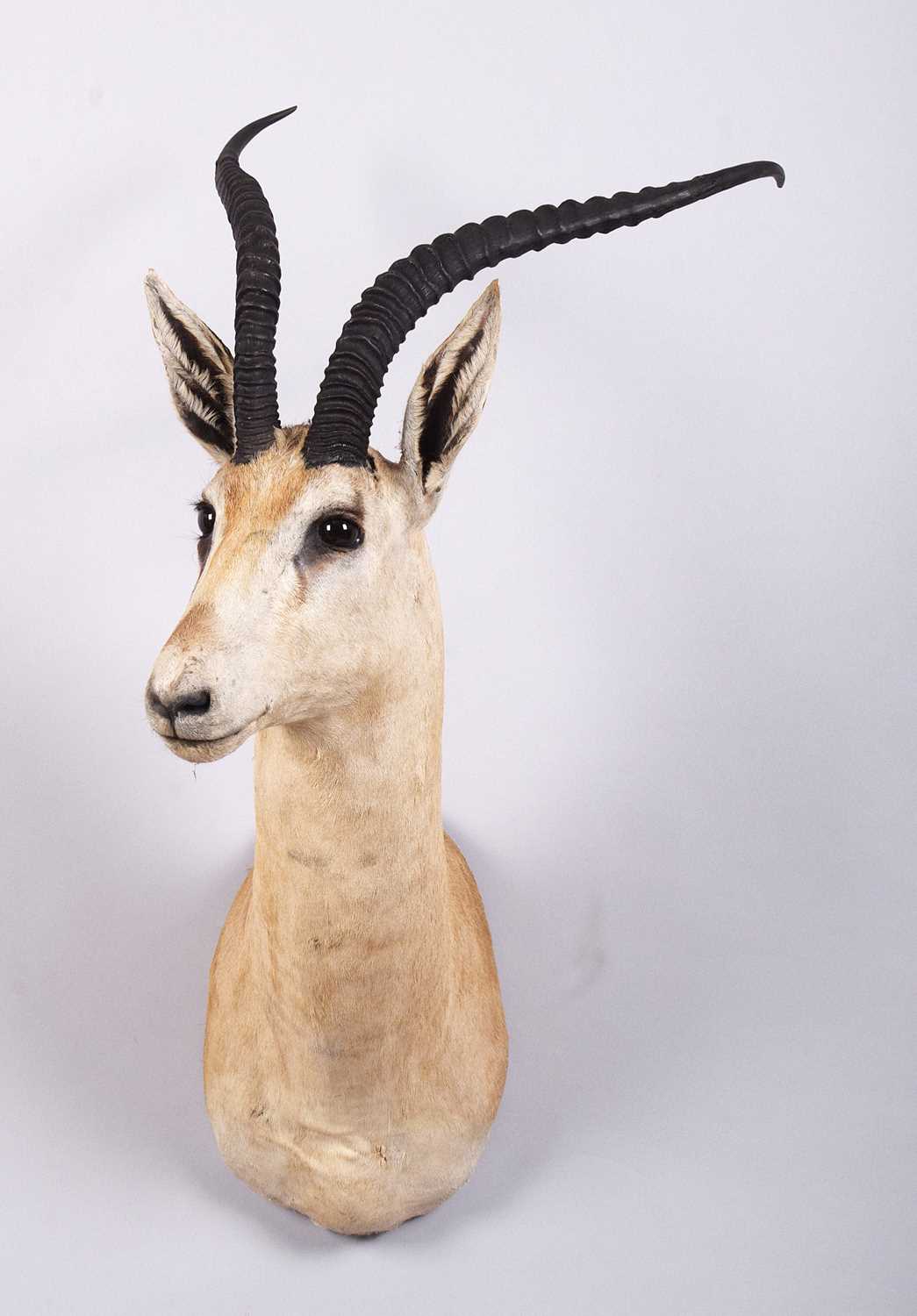 Lot 125 - Taxidermy: Robert's Gazelle (Nanger granti...