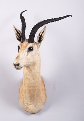 Lot Taxidermy: Robert's Gazelle (Nanger granti...