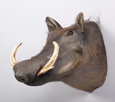 Lot Taxidermy: Common Warthog (Phacochoerus...