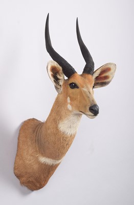 Lot Taxidermy: Cape Bushbuck (Tragelaphus...