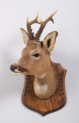 Lot 1078 - Taxidermy: European Roebuck (Capreolus...