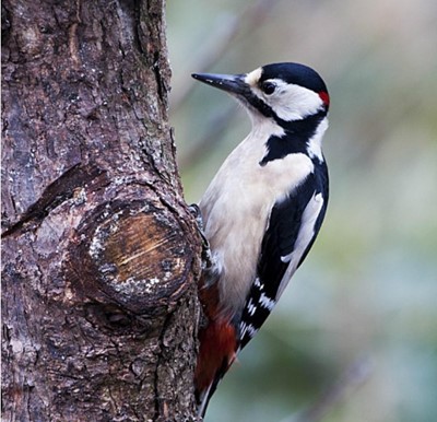 Lot 5 - Wildlife Photography Day with Rob Clipsham...