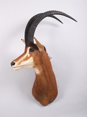 Lot Taxidermy: Southern Sable Antelope...