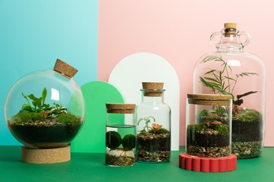 Lot 15 - £20 York Terrariums Voucher Kindly donated by...