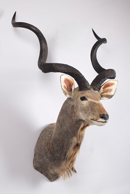 Lot Taxidermy: Cape Greater Kudu (Strepsiceros...